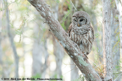 Barred OwlStrix varia