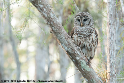 Barred Owl  (Gestreepte Bosuil)