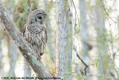 Barred OwlStrix varia