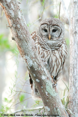 Barred OwlStrix varia