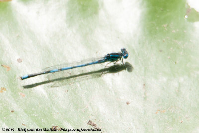 Goblet-Marked DamselflyErythromma lindenii lindenii