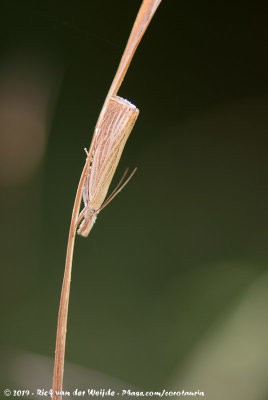 Agriphila straminella