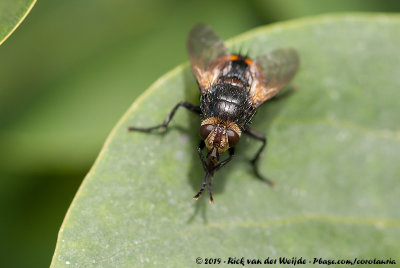 Tachinid Fly  (Nowickia ferox)