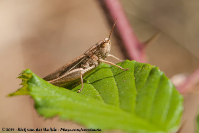 Lesser Marsh GrasshopperChorthippus albomarginatus albomarginatus