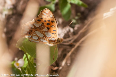 Queen of Spain FritillaryIssoria lathonia