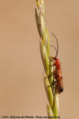 Common Red SoldierRhagonycha fulva