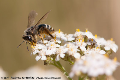 Ants, Bees, Wasps and Sawflies  (Bijen, Wespen en Mieren)
