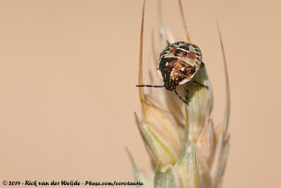 (Shield Bug)Carpocoris purpureipennis ssp.