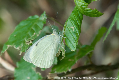 Great WhitePieris brassicae brassicae