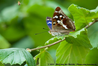 Purple Emperor  (Grote Weerschijnvlinder)