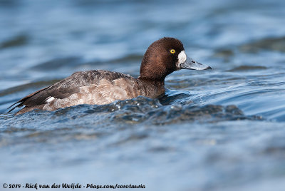 Greater Scaup  (Topper)