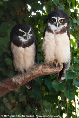 Spectacled Owl  (Briluil)