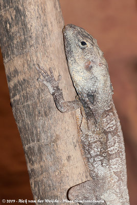 Frilled Lizard  (Kraaghagedis)