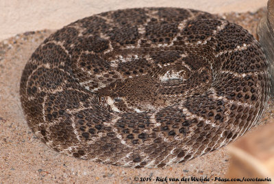 Western Diamond-Backed Rattlesnake  (Texaanse Ratelslang)