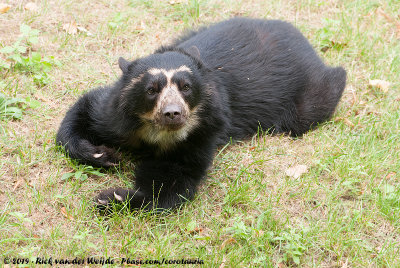 Spectacled Bear  (Brilbeer)