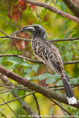 African Grey HornbillTockus nasutus ssp.
