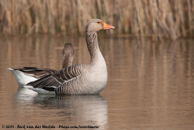 Greylag GooseAnser anser anser