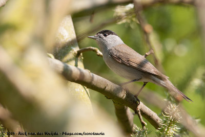 Eurasian BlackcapSylvia atricapilla atricapilla