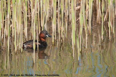 Little GrebeTachybaptus ruficollis ruficollis