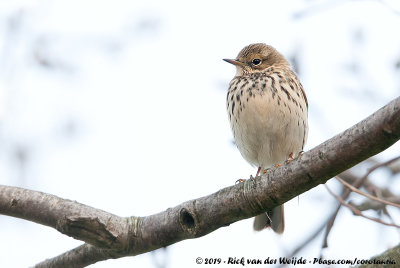 Meadow PipitAnthus pratensis