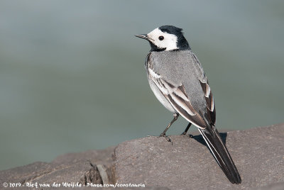 White WagtailMotacilla alba alba