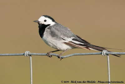 White Wagtail  (Witte Kwikstaart)