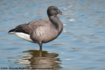 Dark-Bellied Brent GooseBranta bernicla bernicla