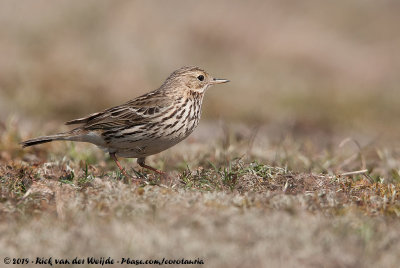 Meadow PipitAnthus pratensis