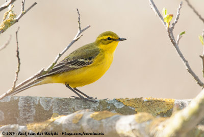 Yellow Wagtail<br><i>Motacilla flava flavissima</i>