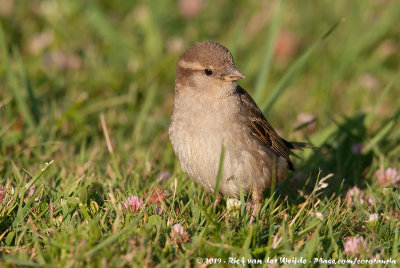 House SparrowPasser domesticus domesticus