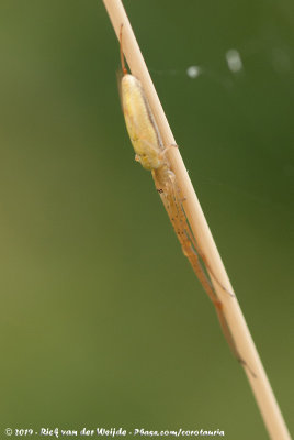 Long-Jawed OrbweaverTetragnatha spec.