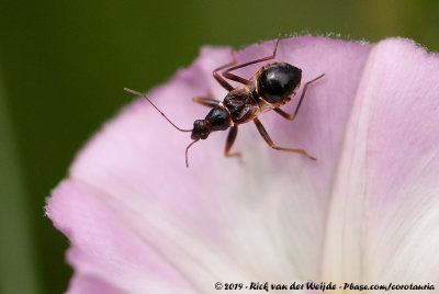 Ant Damsel BugHimacerus mirmicoides