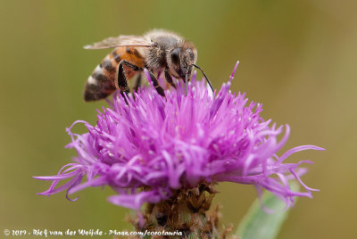 Western Honey BeeApis mellifera mellifera x ligustica
