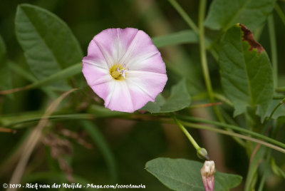 Field Blindweed  (Akkerwinde)