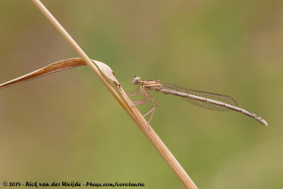 White-Legged DamselflyPlatycnemis pennipes