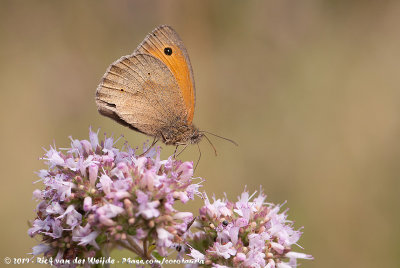 Meadow BrownManiola jurtina jurtina