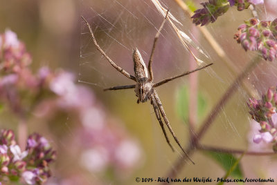 Nursery Web SpiderPisaura mirabilis