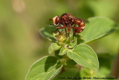 Ferruginous Bee-Grabber  (Roestbruine Kromlijf)