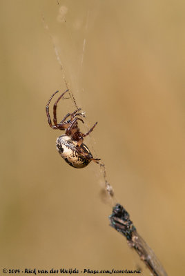 Furrow OrbweaverLarinioides cornutus