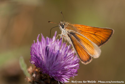 Small Skipper  (Geelsprietdikkopje)