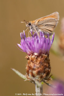 Essex SkipperThymelicus lineola lineola