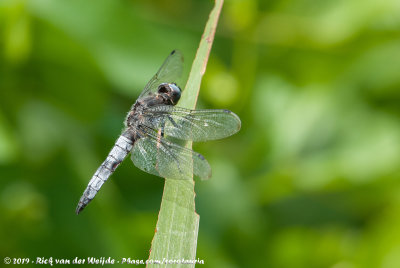 Scarce ChaserLibellula fulva