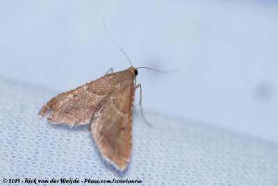 Rose-Flounced TabbyEndotricha flammealis