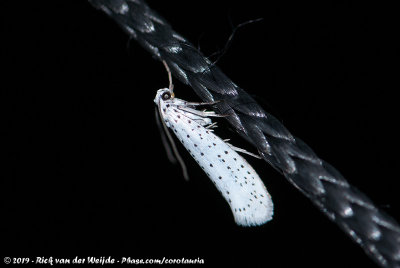 Bird-Cherry ErmineYponomeuta evonymella