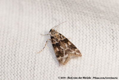 Pied GreyEudonia delunella