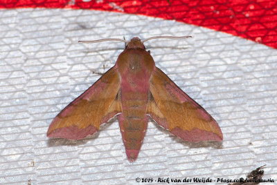 Small Elephant Hawk-MothDeilephila porcellus