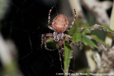 Bridge OrbweaverLarinioides sclopetarius