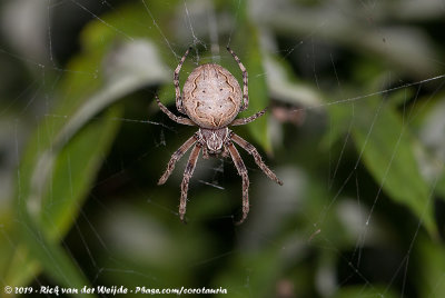 Bridge OrbweaverLarinioides sclopetarius