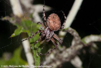 Bridge OrbweaverLarinioides sclopetarius