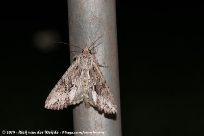 Dark ArchesApamea monoglypha monoglypha